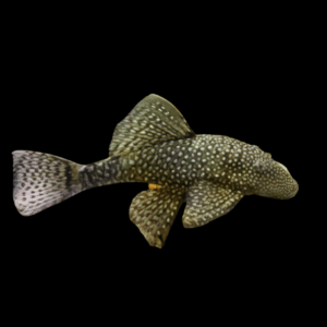 Bristlenose Pleco (2,5 -3Cm)