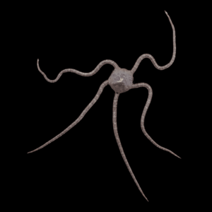 Green Brittle Starfish - L