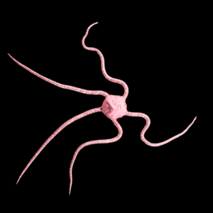 Purple Brittle Starfish - M