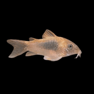 Bronze Corydoras (2,5 - 3 Cm)