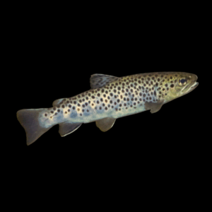 Brown Trout 10cm X 10