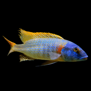 Yellow Rhoadesii Cichlid (4 - 5 Cm)