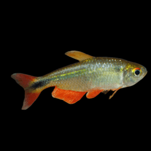 Buenos Aires Tetra (3,5 - 4 Cm)