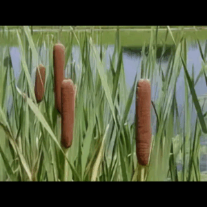 Reedmace / Bulrush X 6