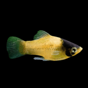 Bumble Bee Platy (3 Cm)