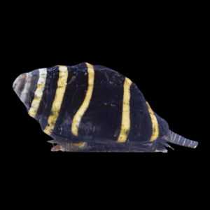 Bumble Bee Snail - S