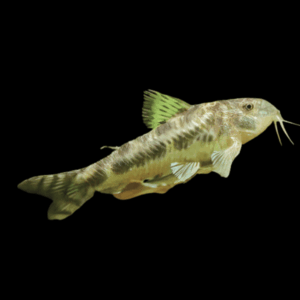 Corydoras C125 (2 - 2.5 Cm)