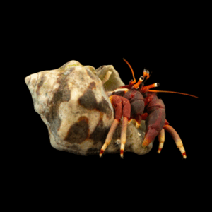 Calcinus Tibicen (Orangeclaw Hermitcrab) -