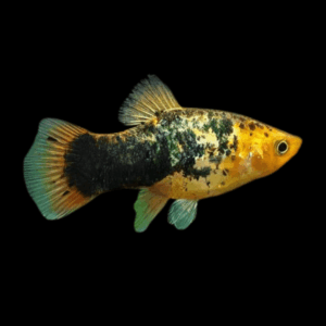 Calico Platy (3 - 4 Cm)