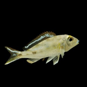 Callochromis Pleurospilus Kigoma Cichlid (4 - 5 Cm)