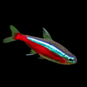 Cardinal Tetra (1 - 1,3 Cm)