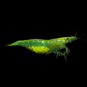 Green Babaulti Shrimp (1 - 1,5 Cm)