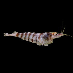 Striped Babaulti Shrimp (1 - 1,5 Cm)