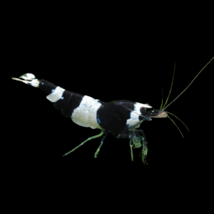 Bee Panda Taiwan Shrimp (1 - 1,3 Cm)