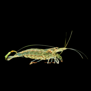 Japonica Shrimp (2 - 3 Cm)