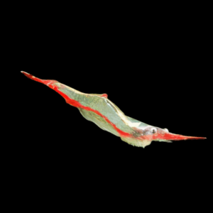Red Nose Shrimp (1 - 1,5 Cm)