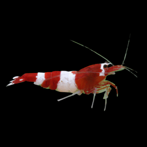 Bee Red Ruby Taiwan Shrimp (1 - 1,3 Cm)