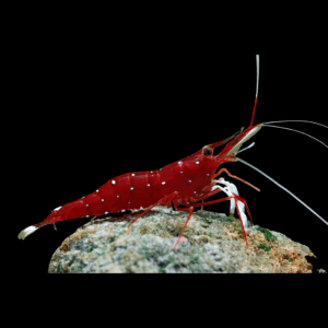 Cardinal Shrimp (1 - 1,5 Cm)