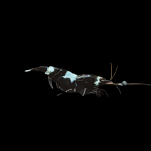 Bee King Kong Taiwan Shrimp (1 - 1,3 Cm)