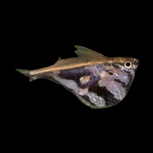 Marble Hatchetfish (2 Cm)