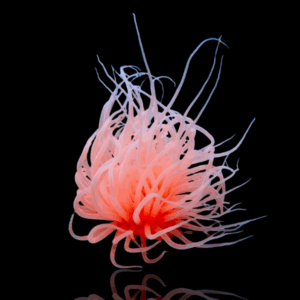 Membranaceus - ORANGE