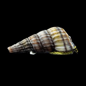 Sulawesi King Snail (M)