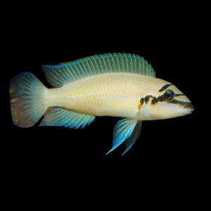 Chalinochromis Brichardi Cichlid (4 - 5 Cm)