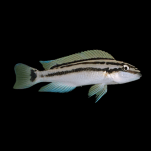 Popelini Cichlid (4 - 5 Cm)