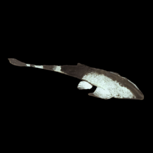 Chameleon Whiptail Catfish (15 - 20 Cm)