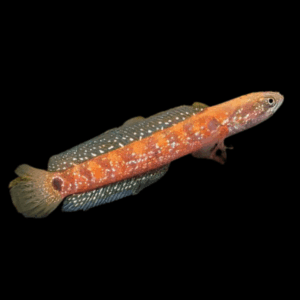 Chinese Red Snakehead (6 - 7 Cm)