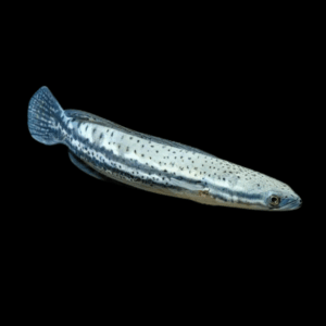 Malabar Snakehead (11 - 15 Cm)