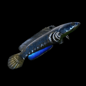 Beautiful Snakehead (7 - 10 Cm)