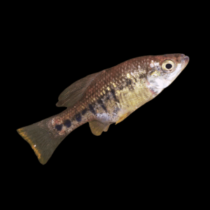 Barred Splitfin (3 - 4 Cm)