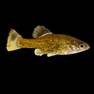 Leopard Goodeid (3 - 4 Cm)