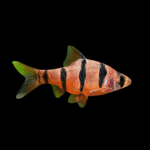 Pentazona Barb (3 - 4 Cm)