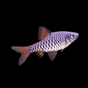 Checkered Barb (2 Cm)