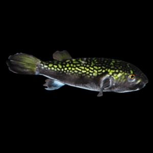 Bengal Reticulated Pufferfish (18 - 20 Cm)