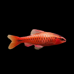 Cherry Barb (2 - 2,5 Cm)