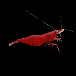 Cherry Red Shrimp Neocaridina Davidi (1 - 1,5 Cm)