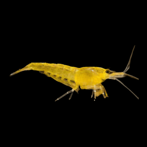Yellow Cherry Shrimp (1 - 1,5 Cm)