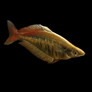 Highlands Rainbow Fish (4 - 5 Cm)