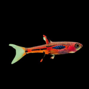 Chilli Rasbora (1 - 1,5 Cm)