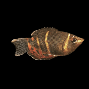 Chocolate Gourami (M)