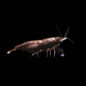 Black Chocolate Shrimp (1.2 Cm)