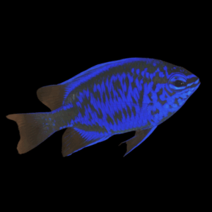 Springers Damselfish - 3