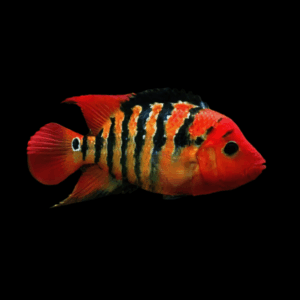 Red Terror Festae Cichlid (4 - 5 Cm)