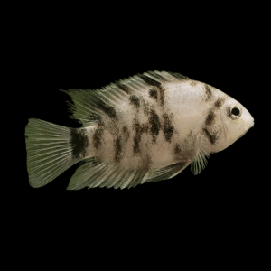 Marbled Convict Cichlid (3 - 4 Cm)