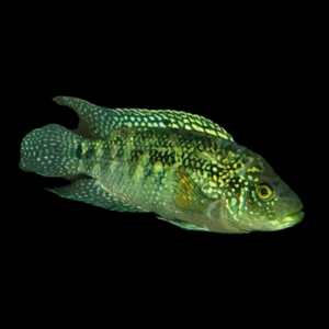 Jack Dempsey Cichlid (3 - 4 Cm)