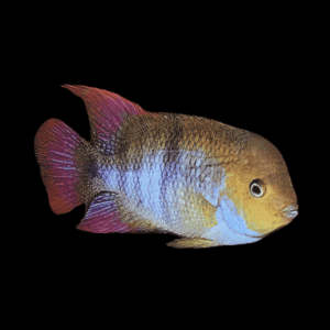 T-Bar Cichlid (3 - 4 Cm)
