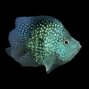Short Body Green Texas Cichlid (5 - 7 Cm)